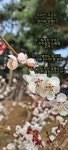 아무리 백세를 살아도ㅡ건강이 없으면 괴로운 ㅡ삶이 됩니다ㅡ아름다운 꽃 이미지ㅡ - ○ 아름다운/이미지 - 서울산이조아 아무리 백세를... 