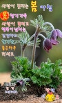 날개ㅡ허 영란노래ㅡ아름다운 꽃영상ㅡ좋은글 입니다ㅡ - 영상 가요 팝 방 - 서울산이조아 날개ㅡ허 영란노래ㅡ아름다운 꽃영상ㅡ좋은글 입니다ㅡ