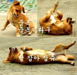 복날의 애환 송천골이 안전할까 싶네~~ 건강하게 복날 나세요... 서울산이조아 복날의 애환 송천골이 안전할까 싶네~~ 건강하게 복날 나세요~^^