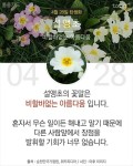 당신이 태어난 날엔ㅡ4월 ~6월ㅡ무슨 꽃이 피었나요?2ㅡ 태어난달과 날자ㅡ날자별 탄생화 꽃말 ㅡ흰색은 행복한 본성ㅡ자주색은 첫사랑ㅡ... 