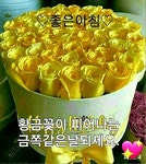 좋은아침ㅡ황금꽃이피어나는 ㅡ금쪽 같은 ㅡ하루 되세요 - ○ 아름다운/이미지 - 서울산이조아 좋은아침ㅡ황금꽃이피어나는 ㅡ금쪽 같은 ㅡ하루... 