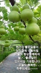 2021년 삼복ㅡ초복 7월11일ㅡ중복 7월 21일ㅡ말복 8월10일ㅡ - ○ 아름다운/이미지 - 서울산이조아 2021년 삼복ㅡ초복 7월11일ㅡ중복... 