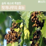약초 공부방ㅡ산야초의 독성ㅡ약초로 유명한 것들도ㅡ 잘못 사용하면... 공부방ㅡ산야초의 독성ㅡ약초로 유명한 것들도ㅡ 잘못 사용하면 독이... 