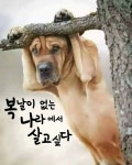 복날의 애환 송천골이 안전할까 싶네~~ 건강하게 복날 나세요... 서울산이조아 복날의 애환 송천골이 안전할까 싶네~~ 건강하게 복날 나세요~^^