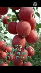 꿀팁ㅡ맨손 으로 밤 껍질 버끼는 방법ㅡ아주 간단하게 버낍니다ㅡ 꼭... 으로 밤 껍질 버끼는 방법ㅡ아주 간단하게 버낍니다ㅡ 꼭 보시고... 