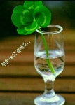 앞록강 철교ㅡ이호섭 노래ㅡ 아름다운 꽃이미지ㅡ 영상입니다ㅡ - 영상 가요 팝 방 - 서울산이조아 앞록강 철교ㅡ이호섭 노래ㅡ 아름다운... 