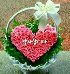 장미꽃 한송이ㅡ오승근 노래ㅡ내사랑 받아주오ㅡ장미꽃 만발한 영상 입니다ㅡ - 영상 가요 팝 방 - 서울산이조아 장미꽃 한송이ㅡ오승근... 