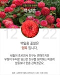 당신이 태어난 날엔ㅡ10월~12월ㅡ무슨 꽃이 피었나요?4 ㅡ태어난 달과... 날엔ㅡ10월~12월ㅡ무슨 꽃이 피었나요?4 ㅡ태어난 달과 날자ㅡ날자별... 