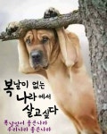 복날의 애환 송천골이 안전할까 싶네~~ 건강하게 복날 나세요... 서울산이조아 복날의 애환 송천골이 안전할까 싶네~~ 건강하게 복날 나세요~^^