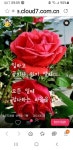 수요일엔ㅡ 빨간장미를 그대에게ㅡ - ○ 아름다운/이미지 - 서울산이조아 수요일엔ㅡ 빨간장미를 그대에게ㅡ