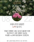 당신이 태어난 날엔ㅡ7월 ~9월ㅡ무슨 꽃이 피었나요?3 ㅡ태어난 달과 날자ㅡ날자별 탄생화 꽃말 ㅡ흰색은 행복한 본성ㅡ자주색은 첫사랑ㅡ... 