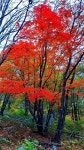 우야 대박 명당 | 대박의꿈ㅡ로또 명당 - ○ 아름다운/이미지 - 서울산이조아 대박의꿈ㅡ로또 명당