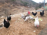 그대로그렇게ㅡ미스터 팡.노래ㅡ멍멍이와 꼬꼬닭ㅡ영원한적수ㅡ - 영상... 그대로그렇게ㅡ미스터 팡.노래ㅡ멍멍이와 꼬꼬닭ㅡ영원한적수ㅡ