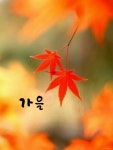 잊혀진계절ㅡ이용 노래ㅡ백두산의 가을 단풍 ㅡ영상입니다ㅡ - 영상 가요 팝 방 - 서울산이조아 잊혀진계절ㅡ이용 노래ㅡ백두산의 가을 단풍... 