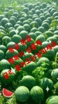 다해피데이(dahappyday) | 굿모닝 ㅡ해피데이 ㅡ가을이 저만치ㅡ 다가 오네요ㅡ - 경운아에 사랑방 - 서울산이조아 굿모닝 ㅡ해피데이 ㅡ가을이 저만치ㅡ 다가 오네요ㅡ