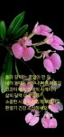 중년ㅡ박상민 노래ㅡ아름당다운 꽃영상 - 영상 가요 팝 방 - 서울산이조아 중년ㅡ박상민 노래ㅡ아름당다운 꽃영상