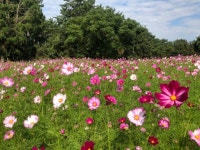 꽃당신ㅡ나 훈아노래ㅡ 아름다운ㅡ 풍경 영상입니다ㅡ - 영상 가요 팝 방 - 서울산이조아 꽃당신ㅡ나 훈아노래ㅡ 아름다운ㅡ 풍경 영상입니다ㅡ