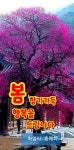 아무리 백세를 살아도ㅡ건강이 없으면 괴로운 ㅡ삶이 됩니다ㅡ아름다운 꽃 이미지ㅡ - ○ 아름다운/이미지 - 서울산이조아 아무리 백세를... 