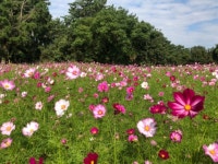 꽃당신ㅡ나 훈아노래ㅡ 아름다운ㅡ 풍경 영상입니다ㅡ - 영상 가요 팝 방 - 서울산이조아 꽃당신ㅡ나 훈아노래ㅡ 아름다운ㅡ 풍경 영상입니다ㅡ
