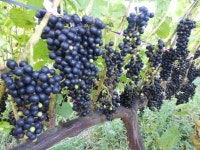 약초 공부방ㅡ야생 산머루 효능ㅡ야생 약초들은 아주 강한 ㅡ효능을... - 경운아에 사랑방 - 서울산이조아 약초 공부방ㅡ야생 산머루 효능ㅡ야생... 