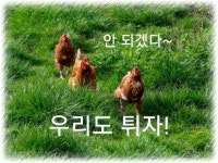 복날의 애환 송천골이 안전할까 싶네~~ 건강하게 복날 나세요... 서울산이조아 복날의 애환 송천골이 안전할까 싶네~~ 건강하게 복날 나세요~^^