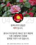 당신이 태어난 날엔ㅡ4월 ~6월ㅡ무슨 꽃이 피었나요?2ㅡ 태어난달과 날자ㅡ날자별 탄생화 꽃말 ㅡ흰색은 행복한 본성ㅡ자주색은 첫사랑ㅡ... 