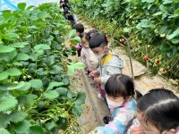 [4月🌈봄소풍🍓딸기수확] - 토당 이야기 - 토끼와 당근 어린이집 [4月🌈봄소풍🍓딸기수확]