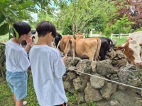 그린(Green)클린(Clean) _초록키움터_그린투어_ 아침미소목장방문... 그린(Green)클린(Clean) _초록키움터_그린투어_ 아침미소목장방문