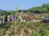 부천 도당산, 백만송이 장미원 - 산행 말고 그 외 - 느림보 거북이 산악회 부천 도당산, 백만송이 장미원