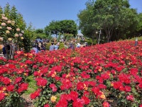 부천 도당산, 백만송이 장미원 - 산행 말고 그 외 - 느림보 거북이 산악회 부천 도당산, 백만송이 장미원