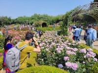 부천 도당산, 백만송이 장미원 - 산행 말고 그 외 - 느림보 거북이 산악회 부천 도당산, 백만송이 장미원