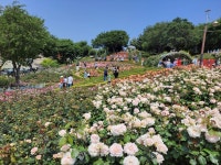 부천 도당산, 백만송이 장미원 - 산행 말고 그 외 - 느림보 거북이 산악회 부천 도당산, 백만송이 장미원