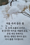 눈 - 삼광사 앨범 - 광양 삼광사 눈