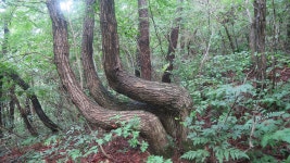 호남정맥 16구간 ( 큰덕골재-장고목재) - 호남정맥 - 레스비의 산 이야기 호남정맥 16구간 ( 큰덕골재-장고목재)