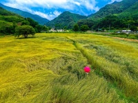 보리밭 싹 베어버렸네... 허탈한 마음, 8분이면 달라집니다 - 감동적인 동영상 - 하은초 보리밭 싹 베어버렸네... 허탈한 마음, 8분이면 달라집니다