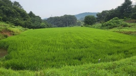 정맥11차＜12＞/금북3(차동고개~생미고개)67km.. 그린 꽃은 시들지 않는다 - 두건 - J3 클럽 J3 클럽