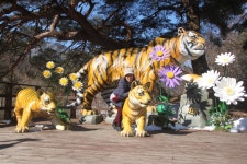 개금산악회 제288차 경북 봉화 백두대간수목원(2025.2.9) - 정기산행사진 - 개금산악회 개금산악회 제288차 경북 봉화... 