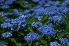 거창 금원산 나들이 2025-06-28 - 회원 포토. - 마이 힐링로드 거창 금원산 나들이 2025-06-28