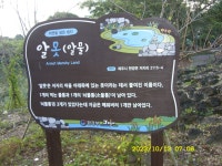 제주올레길 14-1코스(저지리-저지 곶자왈-문도지 오름-오실록 녹차밭) - 제주올레길 - 산등성이의 두꺼비 제주올레길 14-1코스(저지리-저지... 