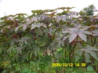 내포문화숲길 13구간(천주3코스,인물1코스)충의대교-충의사-용봉초교 - 내포 문화숲길 - 산등성이의 두꺼비 내포문화숲길 13구간(천주3코스... 