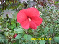 내포문화숲길 13구간(천주3코스,인물1코스)충의대교-충의사-용봉초교 - 내포 문화숲길 - 산등성이의 두꺼비 내포문화숲길 13구간(천주3코스... 