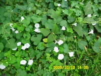 내포문화숲길 13구간(천주3코스,인물1코스)충의대교-충의사-용봉초교 - 내포 문화숲길 - 산등성이의 두꺼비 내포문화숲길 13구간(천주3코스... 