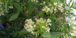 서예작품, 아래향 - 해서 - 초서문화연구소 서예작품, 아래향