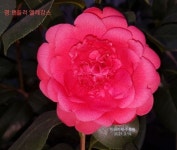 주작원 보유 세계동백꽃 일부 81품종 베스트컷 과 모델명 리스트 - 세계동백꽃/자생동백/다색화/복색화/희귀동백 - 주작원 주작원 보유... 