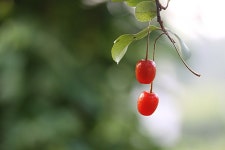 붉게 잘 익은 보리수 - ┌‥‥‥ 중요한자료 - 멋진 세상속 풍경 붉게 잘 익은 보리수