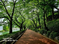 2025/7/6석천호수공원 - 아름다운 우리 강산 자연과 인물, 역사 등등 - 세계로미래로 코리아나항공클럽 2025/7/6석천호수공원