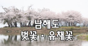 4월 6일(월) 가천 다랭이마을 유채꽃/ 남해대교 왕지벚꽃길/남해대교.♡40,000원.조중식(찰밥)36석리무진운행 - ◈ ―…4월산행일정ノ신청1... 