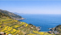 4월 6일(월) 가천 다랭이마을 유채꽃/ 남해대교 왕지벚꽃길... 유채꽃/ 남해대교 왕지벚꽃길/남해대교.♡40,000원.조중식(찰밥)36석리무진운행