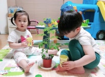 유정이 토마토도 잘 자라고 있어요^^ - 소통공간 - 정관미소어린이집 유정이 토마토도 잘 자라고 있어요^^