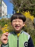 🌳바깥놀이-개나리꽃 관찰 - 2022 참솔반 (6세) - M메이플유치원 🌳바깥놀이-개나리꽃 관찰